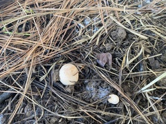 Zelleromyces cinnabarinus