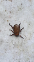 Cyclocephala melanocephala