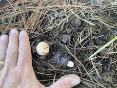 Zelleromyces cinnabarinus