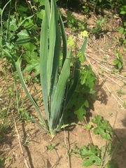 Yucca arkansana
