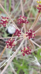 Lomatium marginatum purpureum