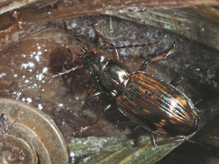 Bembidion dentellum