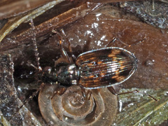 Bembidion dentellum