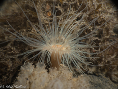 Sagartiogeton undatus