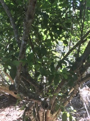 Coccoloba diversifolia