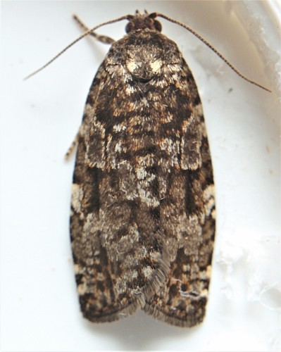 Spruce Budworm Moth