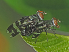 Herina frondescentiae