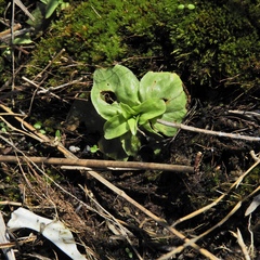 Sabatia angularis