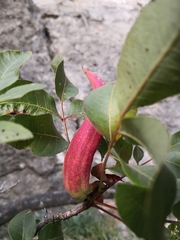 Baizongia pistaciae