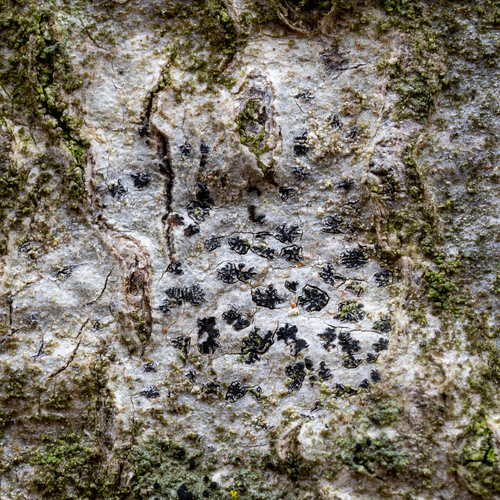 artónia lúčovitá (Arthonia radiata)