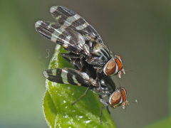 Herina frondescentiae