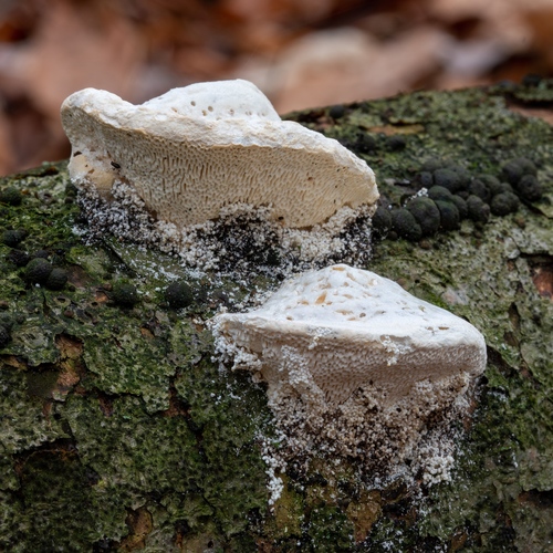 trúdnikovec hrbatý (Trametes gibbosa)
