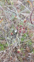 Lomatium marginatum purpureum
