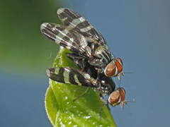 Herina frondescentiae