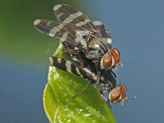 Herina frondescentiae