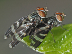 Herina frondescentiae
