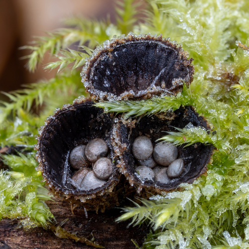 Čiaškovec pásikavý (Cyathus striatus)
