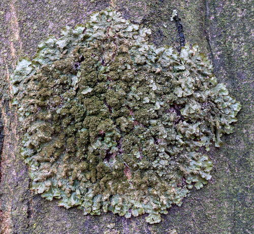 diskovka sivohnedá (Melanelixia glabratula)
