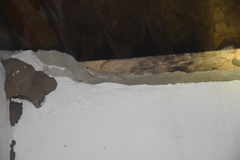 Hemidactylus frenatus