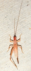 Oecanthus varicornis