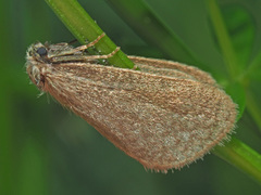 Bijugis bombycella