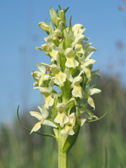 Dactylorhiza incarnata ochroleuca