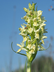 Dactylorhiza incarnata ochroleuca