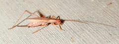 Oecanthus varicornis
