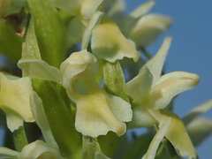 Dactylorhiza incarnata ochroleuca