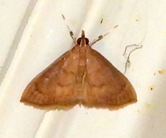 Psara dryalis