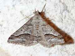 Digrammia pallorata