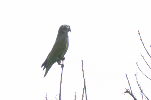 Loro Choclero (Pionus maximiliani)