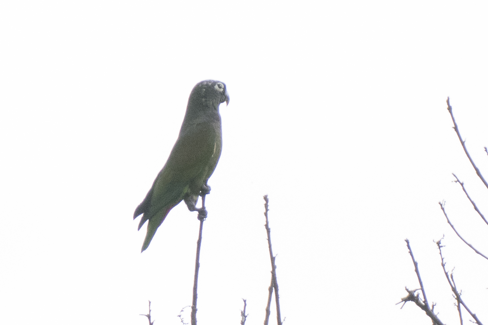 Scaly-headed Parrot (Pionus maximiliani)