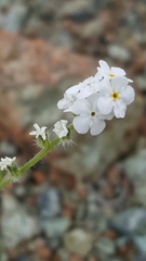 Cryptantha abramsii