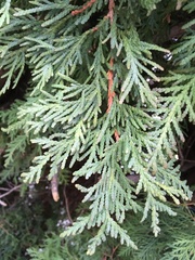 Thuja occidentalis