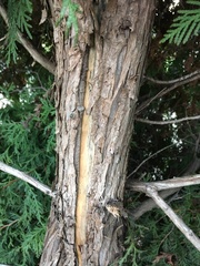 Thuja occidentalis