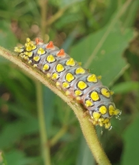 Cyclosia papilionaris