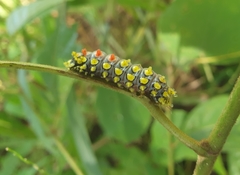 Cyclosia papilionaris