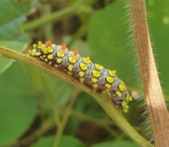 Cyclosia papilionaris