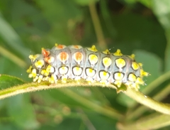 Cyclosia papilionaris