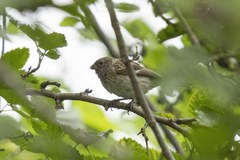 Catamenia