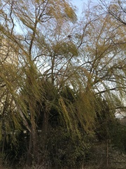 Salix × sepulcralis