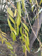 Salix × sepulcralis