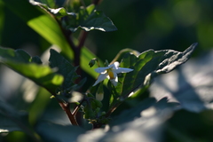 Solanum villosum