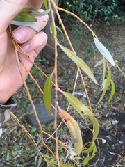 Salix × sepulcralis