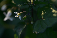 Solanum villosum