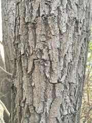 Salix × sepulcralis