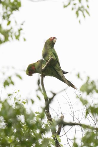 Aratinga mitrada (Psittacara mitratus)