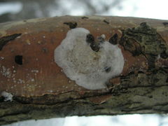 Hypomyces semitranslucens