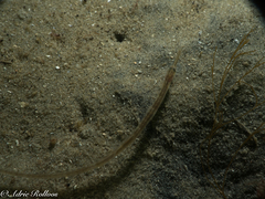 Syngnathus acus